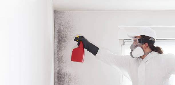 Best Mold Damage Repair  in Schenectady, NY