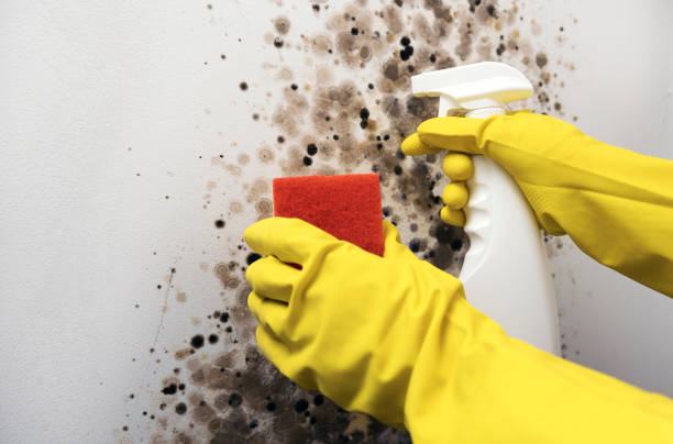 Best Residential Mold Removal  in Schenectady, NY