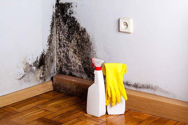 Best Attic Mold Removal  in Schenectady, NY