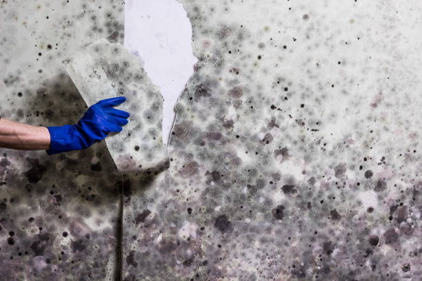 Reliable Schenectady, NY Mold Removal Solutions